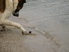 Friendly dog in Karacakoy, Black Sea coast of Turkey