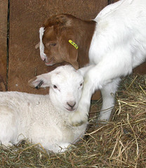 Lamb and goat