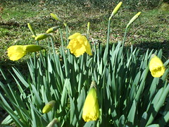 Spring time daffodils