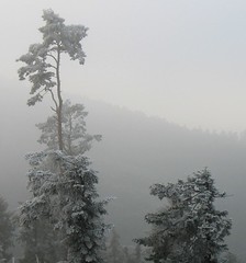 Fog and frost in the Black Forest