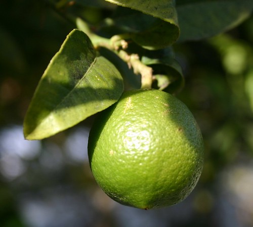 lime (venice canals)