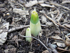 daffodil sprout