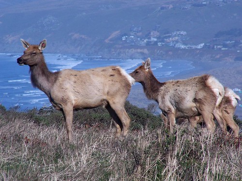 20070107 Tule Elk