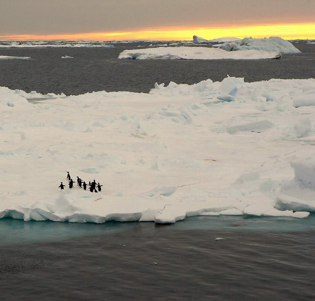 Penguins on Ice Flow, 0300 Wedell Sea