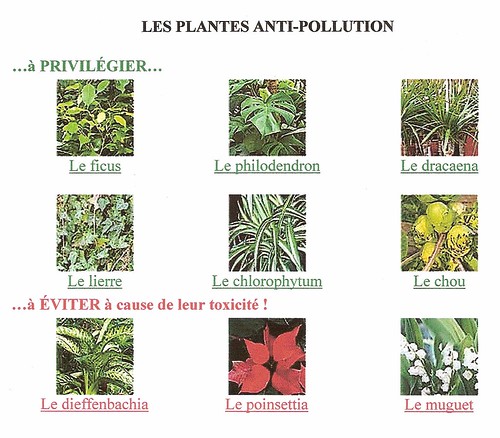 Plantes anti-pollution