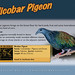 Nicobar Pigeon Image at the Calgary Zoo
