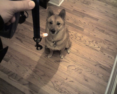 LED throwie dog leash modification