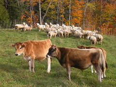 Co-grazing in Vermont