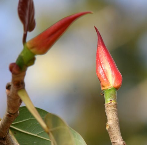 Tender shoots of the Ficus Bengalensis
