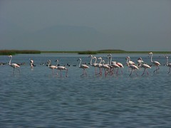 Parading flamingos!