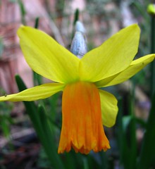 first narcissus