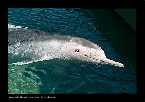 Types of dolphins - pictures of humpback dolphin