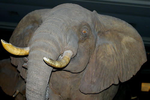AMNH Elephant
