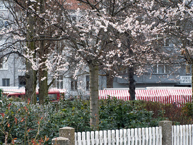 Kirschblüten am Klausenerplatz