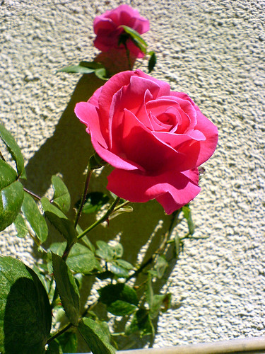 Rose on the wall