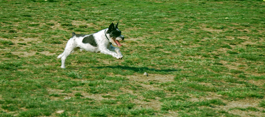 Hurley runs for the ball