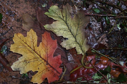 Dec. Oak Leaves
