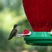 Ruby-throated Hummingbird Female
