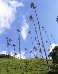 Cocora valley: Wax palms Coffee growing region Salento Colombia