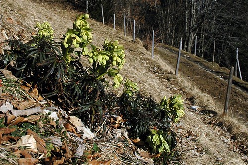 Helleborus foetidus, February 2007, Alpes Vaudoise, Switzerland