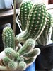 My Oldest Cactus