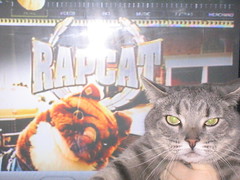 Rap Cat Sabine