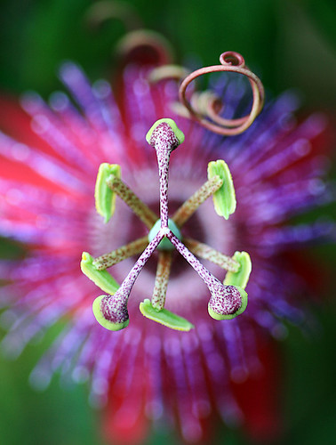 Passion Flower by * Toshio * (Globetrotting).