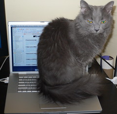 My New MacBook Pro with a Cat