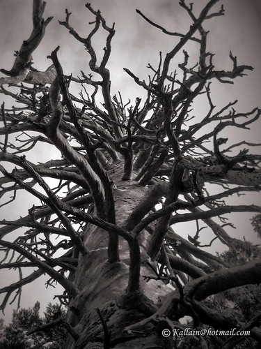 Scary tree