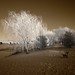 spotlight willow - by zachstern