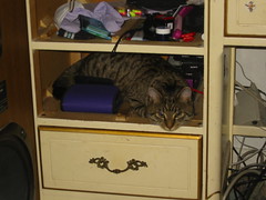 20060506 - Misc Misfit - 100-0010 - Close-up of Misfit laying inside my drawer amongst all that clutter (by ClintJCL)
