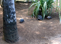 In the botanical gardens they also had tortoises. Watch them go. You can sex tortoises by their shells. The base of a male tortoises's shell is concave.