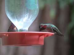Sharing of the feeder