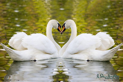 Two parts, one heart. Happy Valentines! -- Mute Swans, Cygnus olor, etangs Mellaeris vijvers, Brussels, Belgium Belgium_050426_133  Fine Art Prints are available at <a href="http://www.wildphotons.com">www.wildphotons.com</a> 10% of your purchases go to an environmental or educational cause.