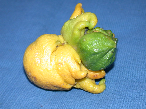 Citron Cthulhu