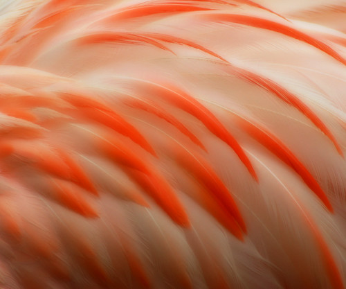 Flamingooey Softness