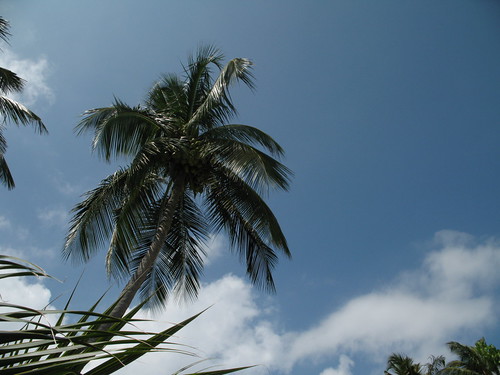 IMG_2140 椰子樹