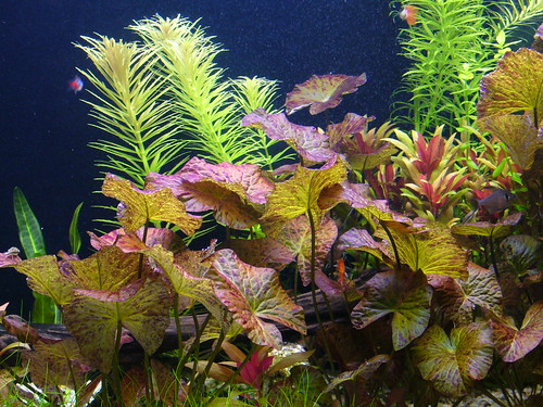 fish tank plants. Aquarium Plants