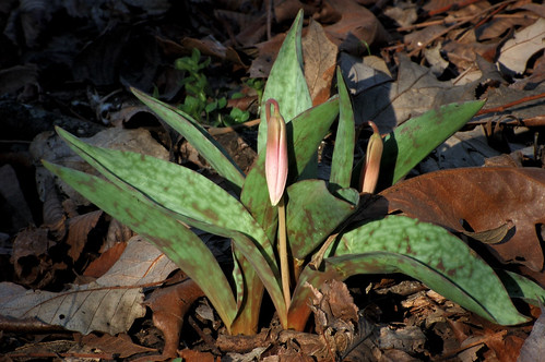 Trout Lily 2
