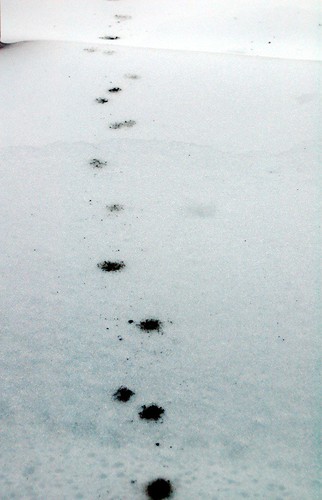 footsteps on the snow