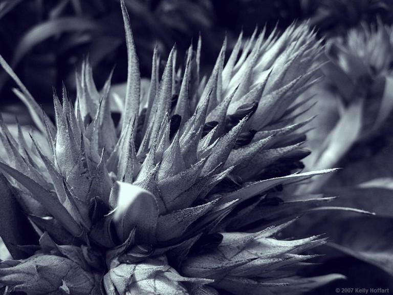 Bromeliad in Monochrome