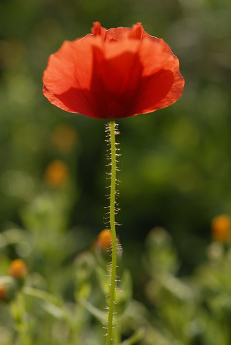 The first poppy of the season