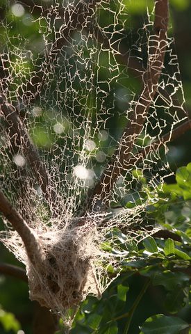 Social Spiders Nest View