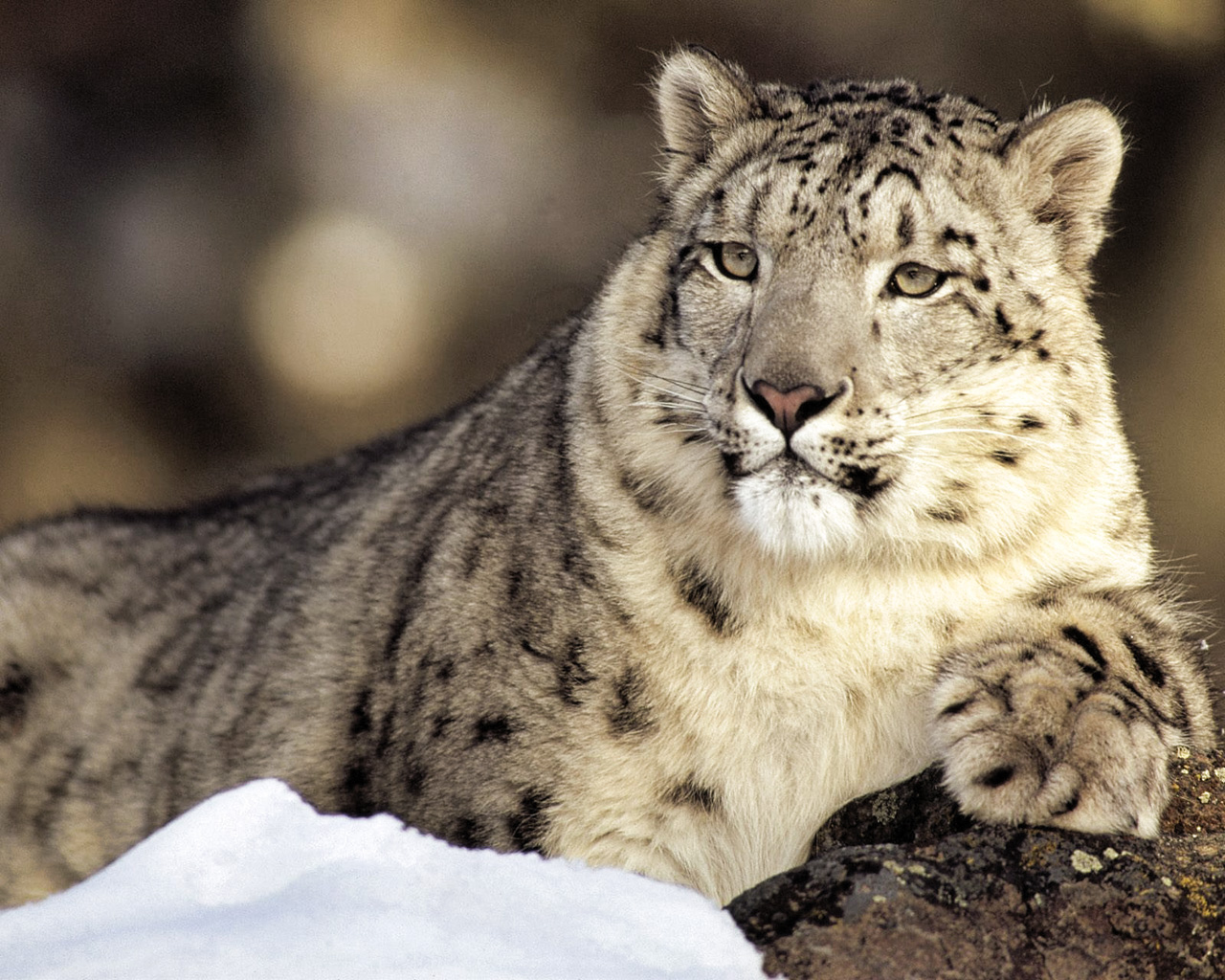  that neither snow leopards or cheetahs can roar like the “big cats” such 