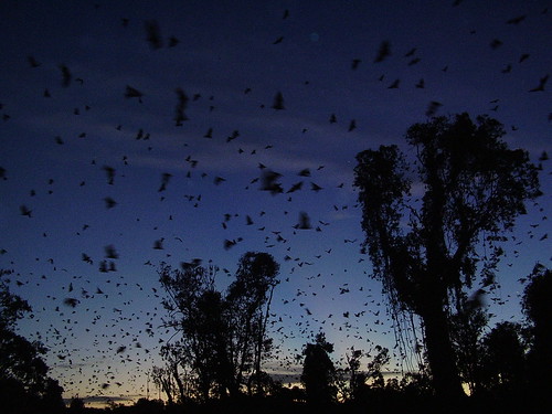 Bats heading east at sunset by Pip_Wilson