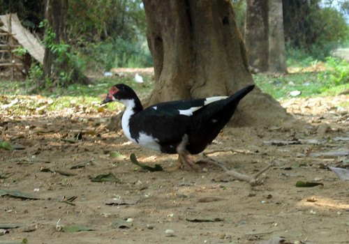 Lao Duck
