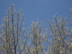 Blue Skies and Buds 2