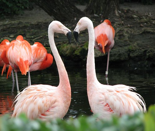 Flamingo Stare