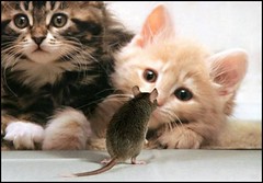 Cats, rats, and...