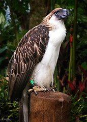 Monkey-eating Eagle (Haribon)